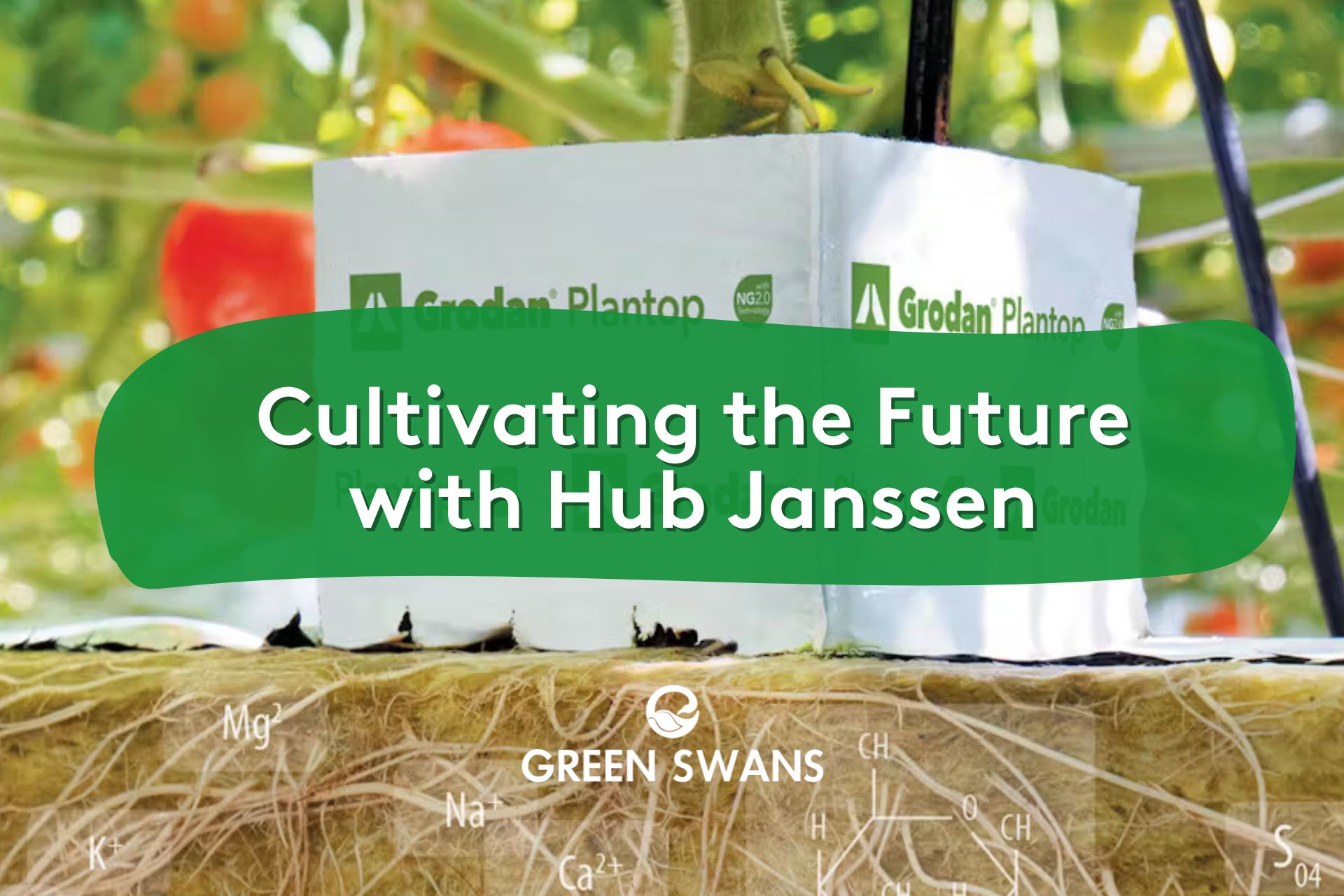 The Future of Growing: A Deep Dive with Grodan CEO Hub Janssen